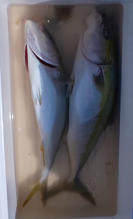 IMG_20200911_163656.jpg
