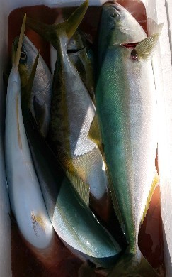 IMG_20201029_090026.jpg