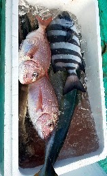 IMG_20201110_161527.jpg